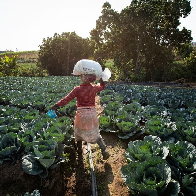 Développement agricole en Tanzanie